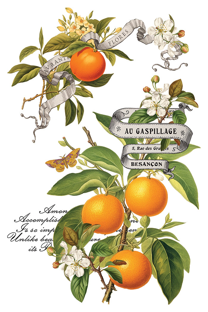 IOD Clementine Transfer 8 x 12 Pad