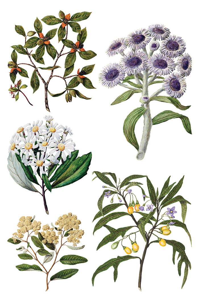 IOD Sarah Featon's Botanicals Transfer 12x16 Pad