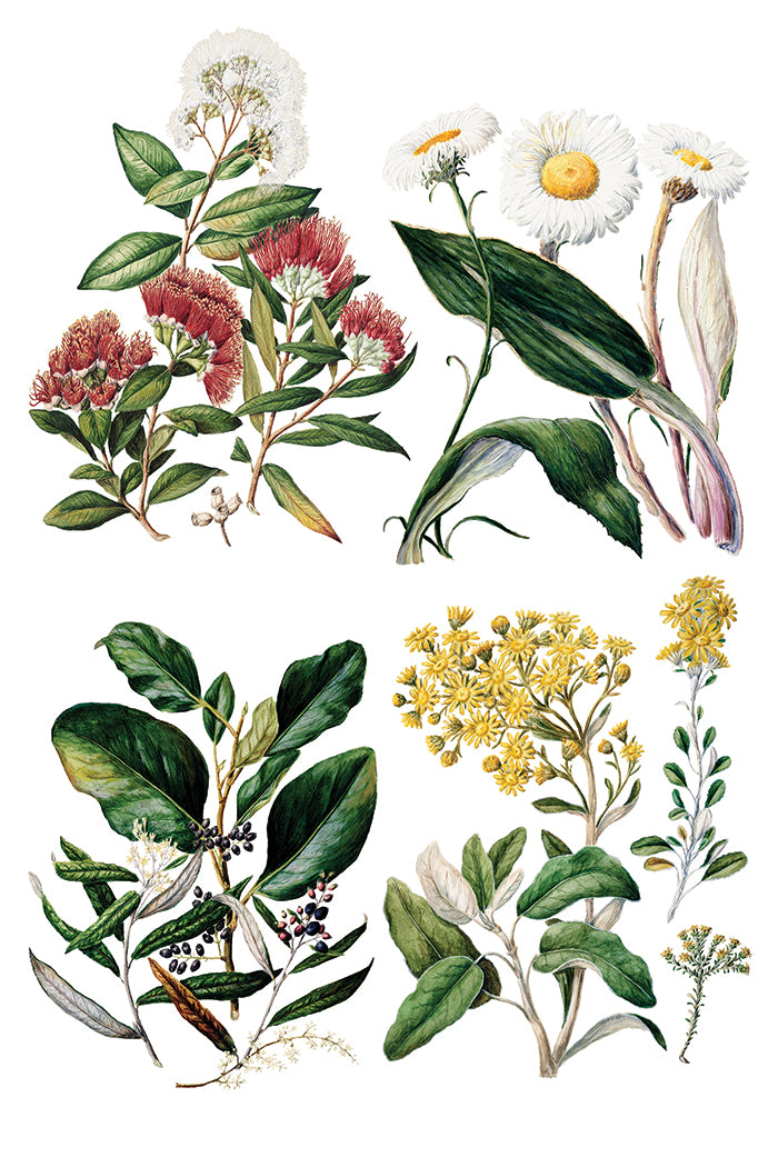IOD Sarah Featon's Botanicals Transfer 12x16 Pad