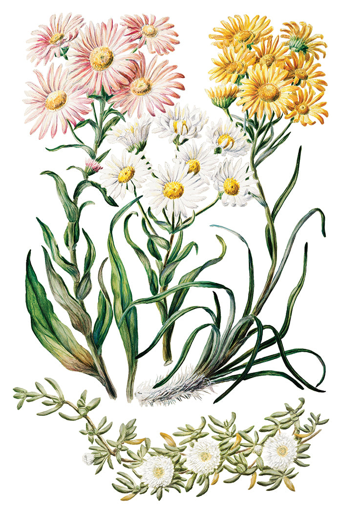 IOD Sarah Featon's Botanicals Transfer 12x16 Pad