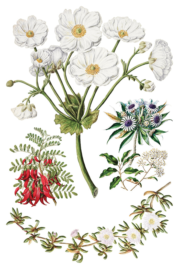 IOD Sarah Featon's Botanicals Transfer 12x16 Pad