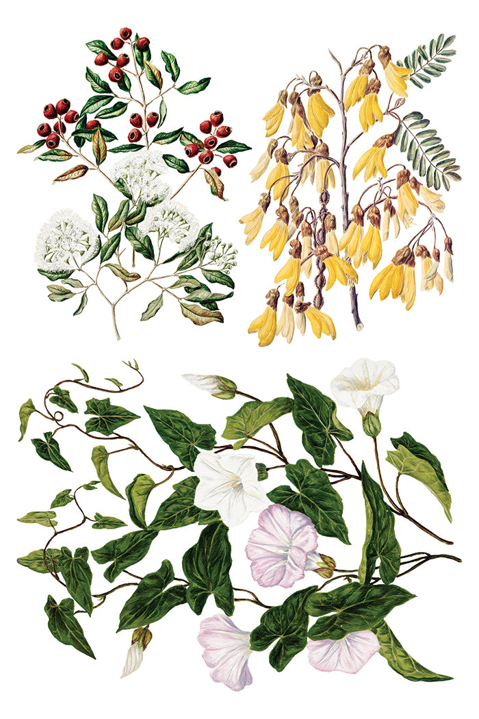 IOD Sarah Featon's Botanicals Transfer 12x16 Pad