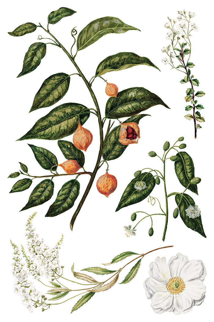 IOD Sarah Featon's Botanicals Transfer 12x16 Pad
