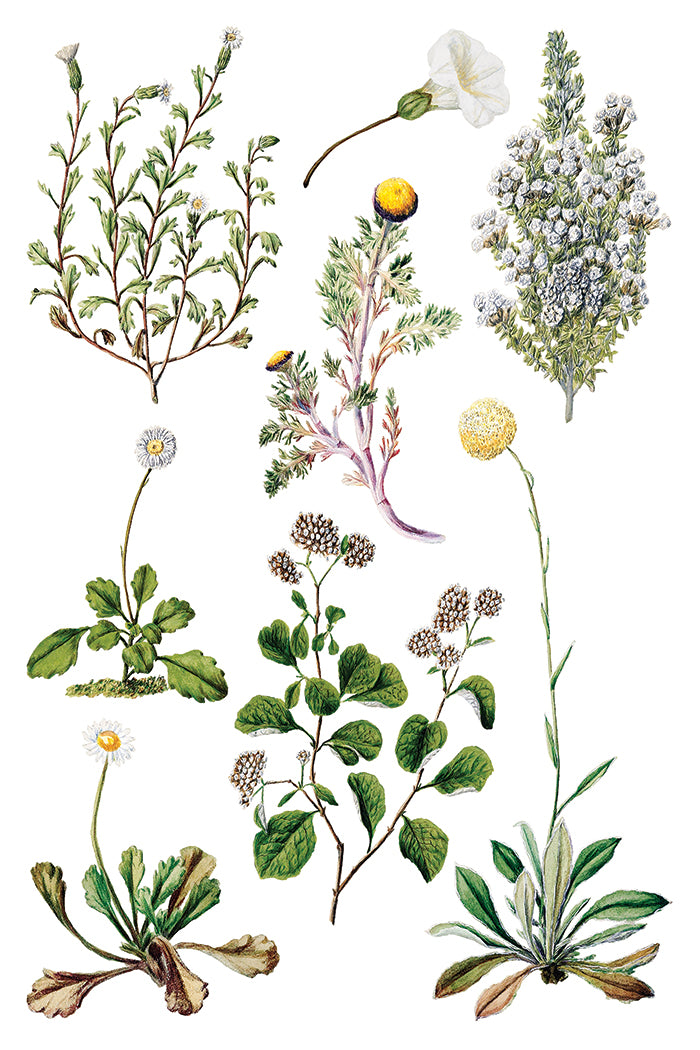 IOD Sarah Featon's Botanicals Transfer 12x16 Pad