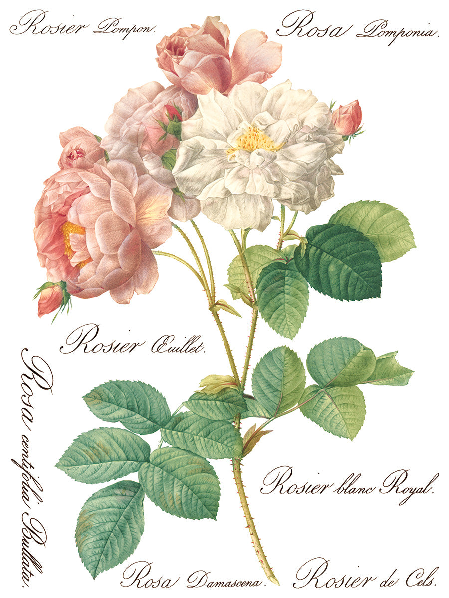 Rose Botanical - IOD Transfer