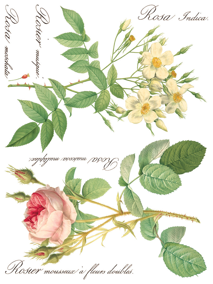 Rose Botanical - IOD Transfer