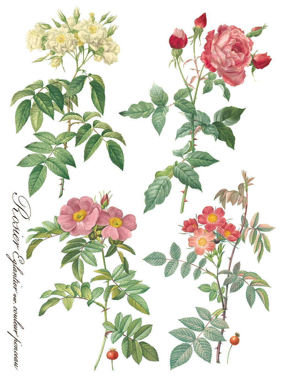 Rose Botanical - IOD Transfer