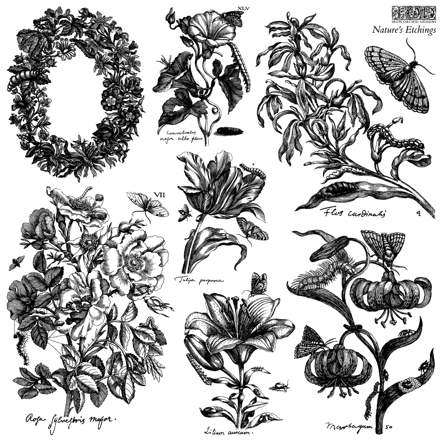 IOD Nature's Etchings 12x12 IOD Stamp™  (2 Sheets)