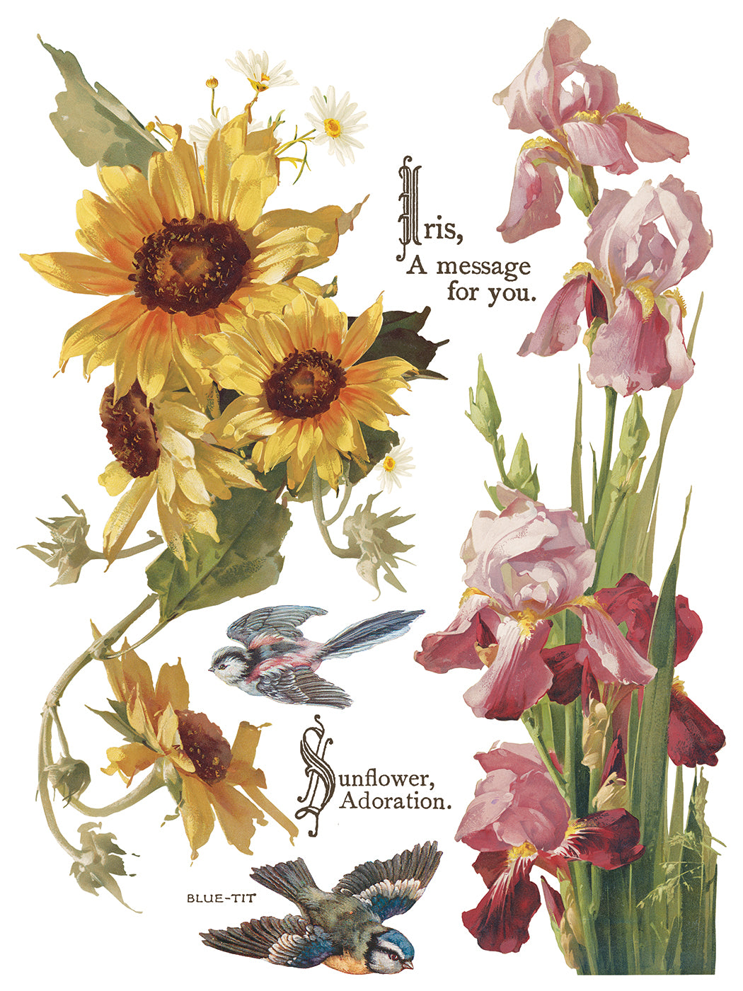 IOD Transfer Flowers by the Poets 12x16 Pad™