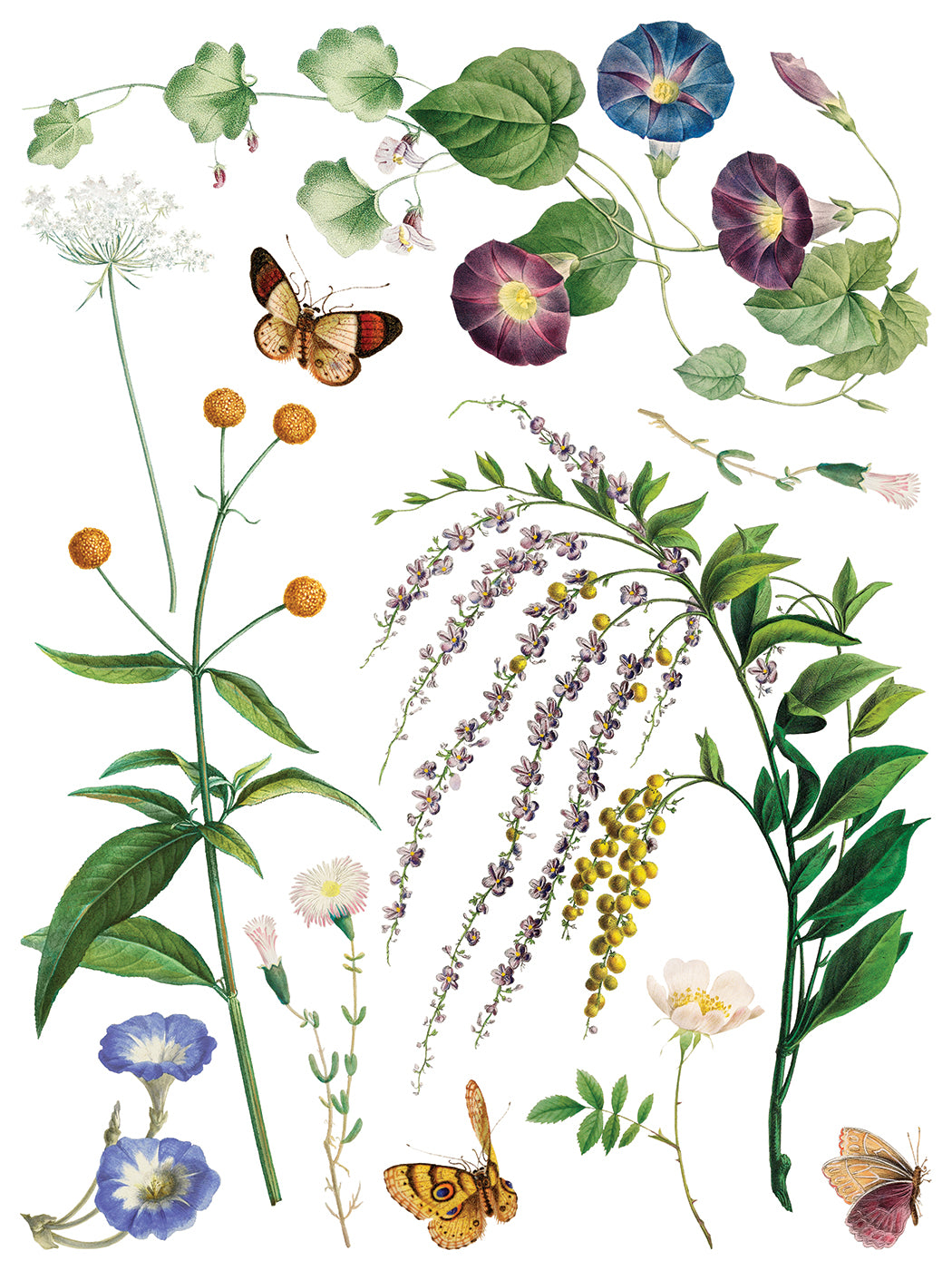 IOD Transfer Marche des Fleurs 12x16 Pad™