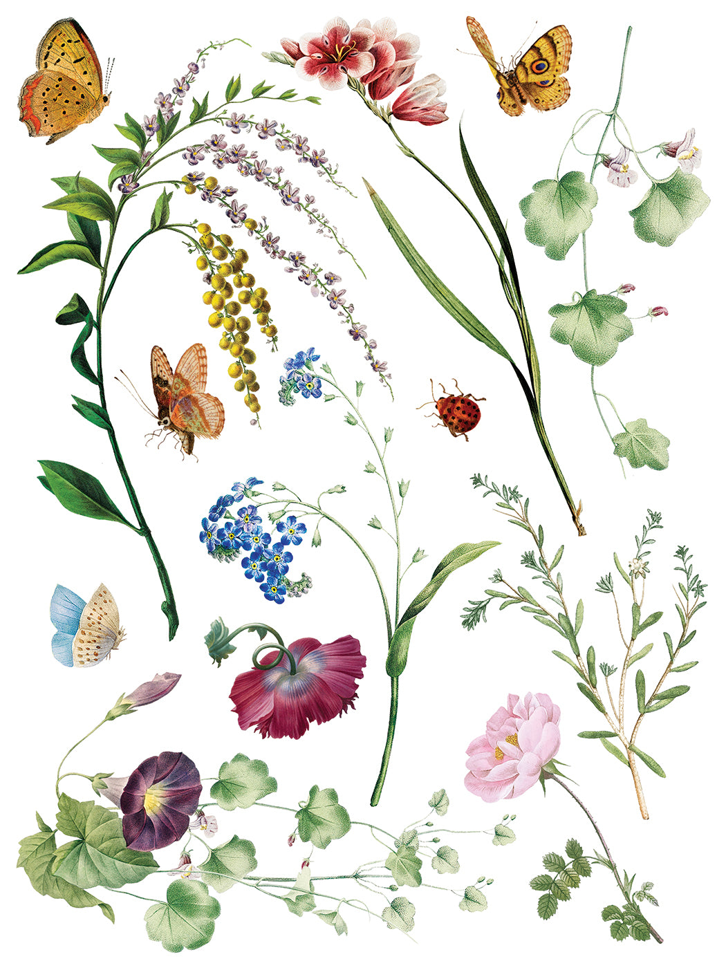 IOD Transfer Marche des Fleurs 12x16 Pad™